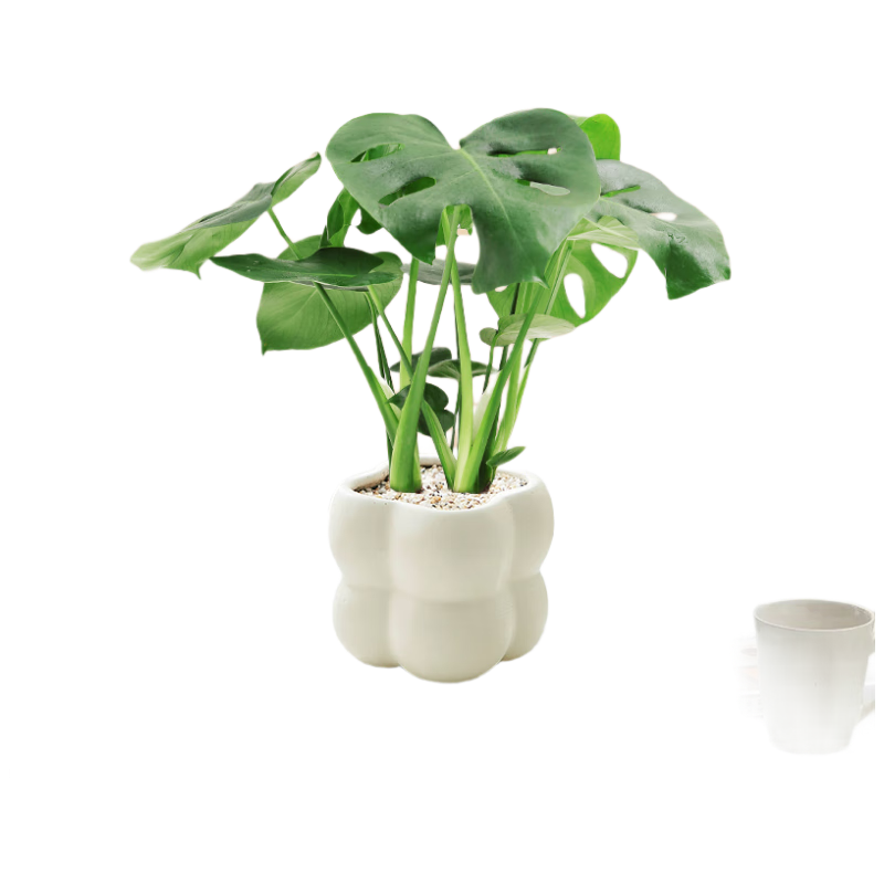 �����й걳�����԰칫���������ļ���ֲ����ȩ����Դͷֱ��