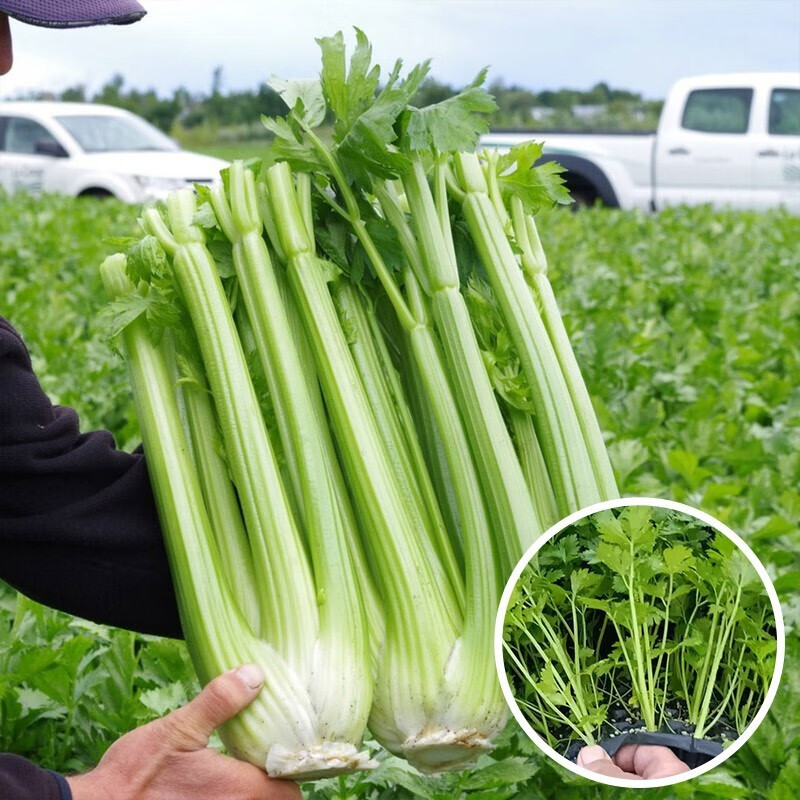 禹知蔬芹菜苗秧苗种苗西芹苗菜苗秧 蔬菜苗子批发夏季 西芹芹菜苗40棵