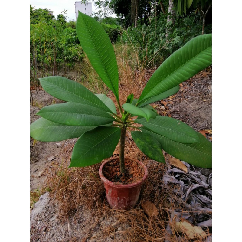 以琛黄心鸡蛋花苗,红花鸡蛋花苗 黄花高40厘米左右当年开花苗 不含盆