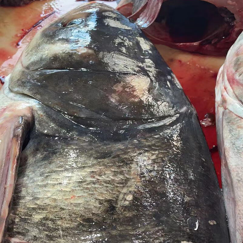 隆港汇  淡水鱼花鲢鱼胖头鱼大头鱼胖头鱼整条鱼头 鱼头3斤装真空包装