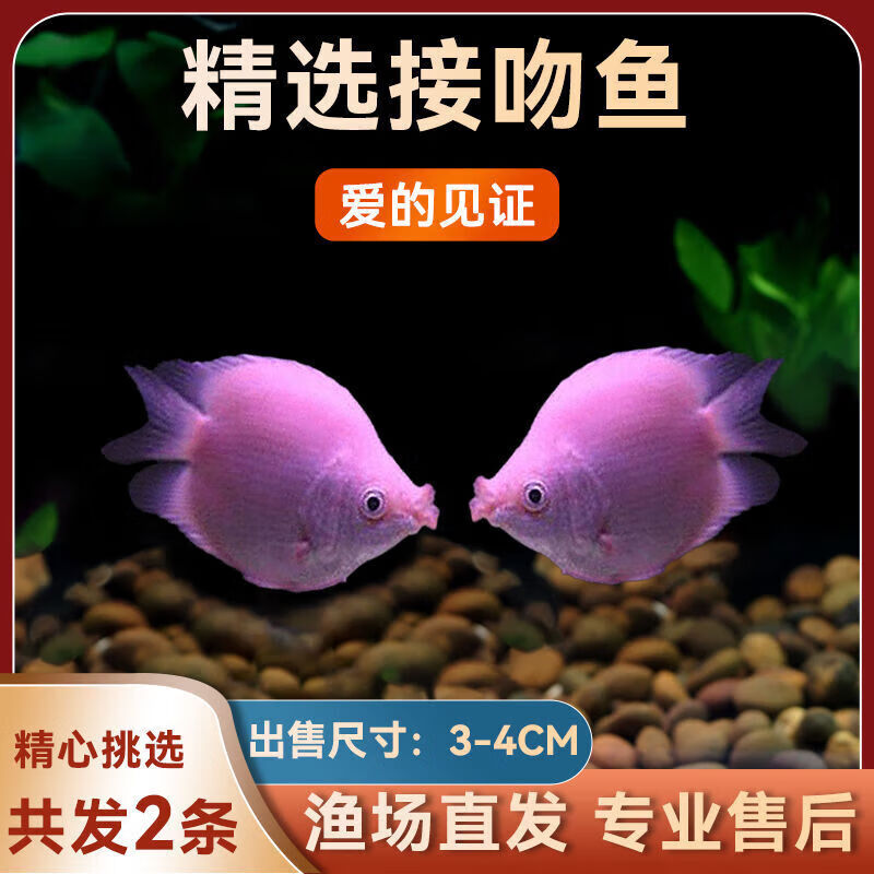 墨一接吻鱼观赏鱼金鱼活鱼嘴鱼热带鱼好养活体小型宠物鱼会嘴的鱼