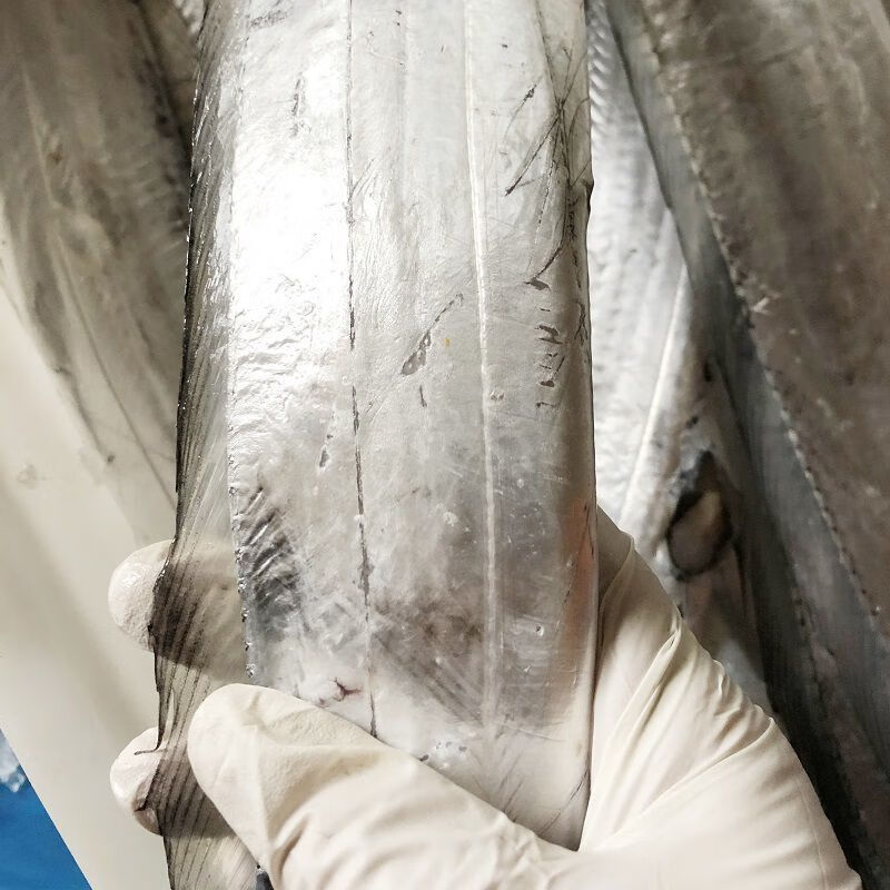 源外园 东海钓带鱼 新鲜船冻特级大钓带鱼整箱大号整条生鲜 鱼类带鱼 带鱼整条净重无冰【5斤装】 大规格0.7-1斤/条