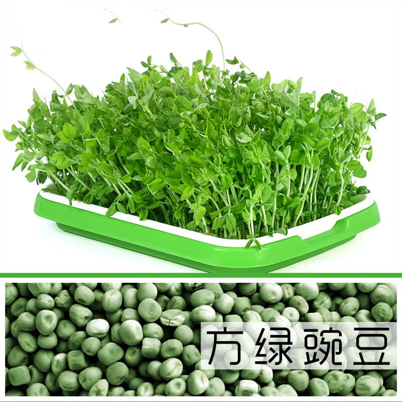 芽苗菜发芽盆水培蔬菜专用盆设备豆苗家庭种植盘育苗盘 方绿豌豆500g