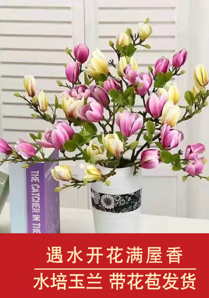 水培花卉白玉兰植物鲜花盆栽绿植室内阳台客厅四季开花遇水养雪柳