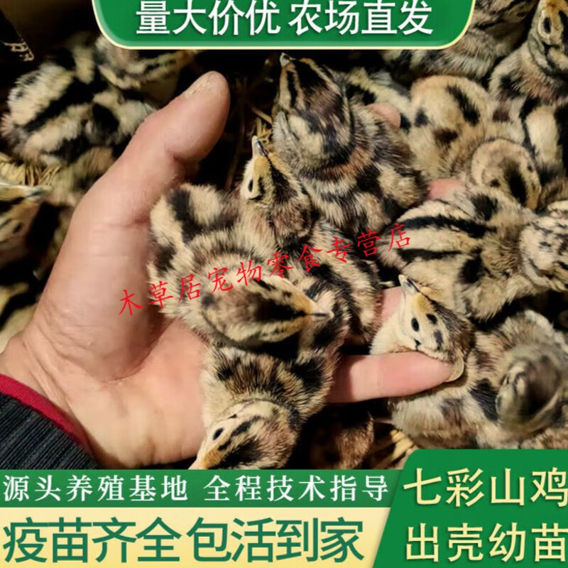 仟芸顺丰发货正宗七彩山鸡活体小鸡活物出壳鸡幼崽苗家养山鸡苗 山鸡