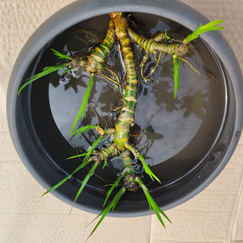 婕茵桐菖蒲水生植物花卉绿植水培微景观阳台龟缸水养盆栽盆景庭院绿植