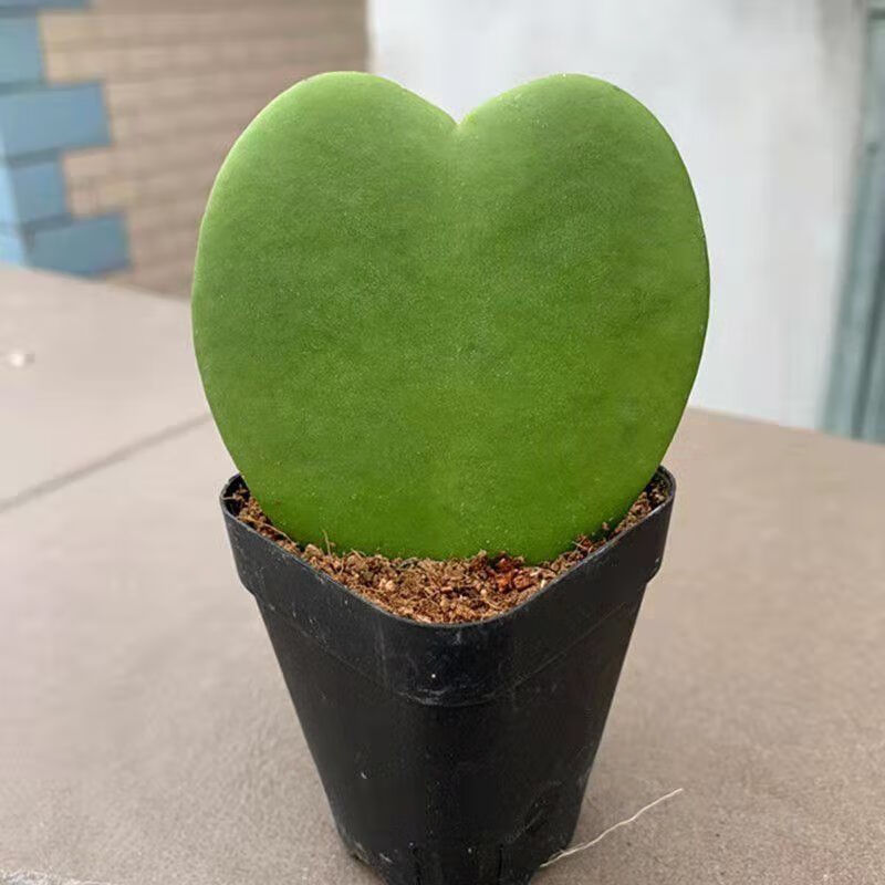 流彗仙人球防辐射 一片心盆栽室内仙人球多肉花卉植物办公室桌面绿植