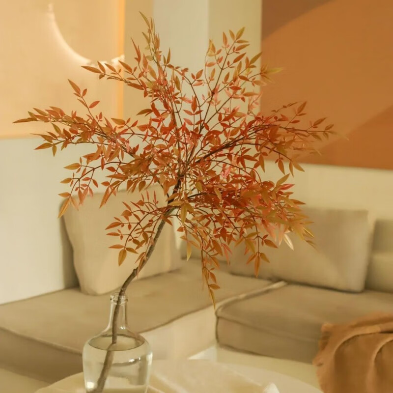 南天竹水培 北欧风ins吊钟马醉木平替绿植绿天竺室内桌面好养植物