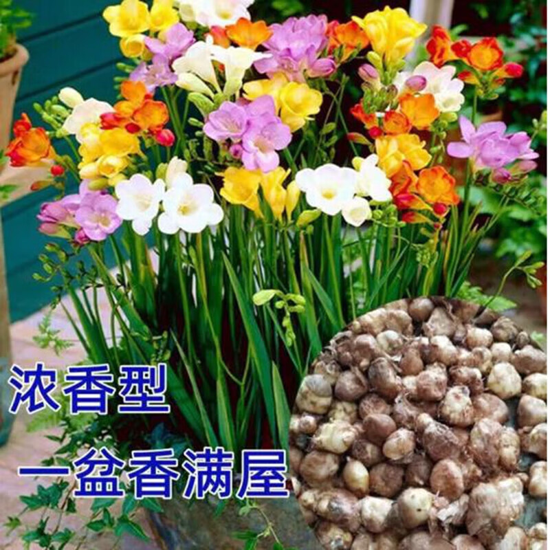 倾奢倾颜香雪兰阳台种植 花卉小苍兰盆栽 洋晚香玉 别称小苍兰剑兰种