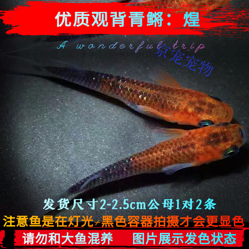 采缇(caiti)观背青鳉淡水冷水鱼古法养鱼魔法稻田广温鱼耐活易养无需