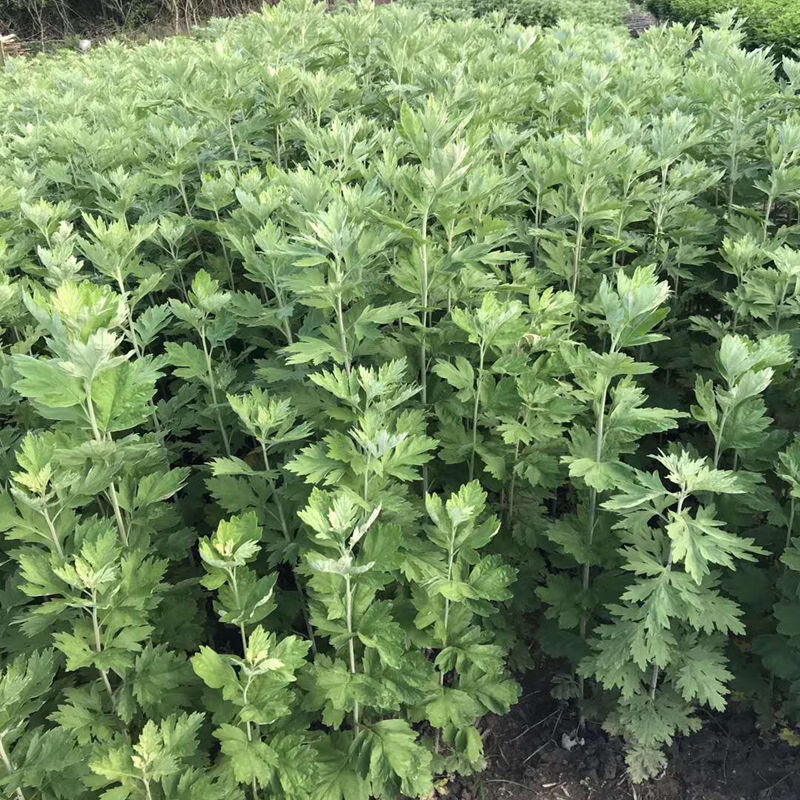 新鲜正宗大叶蕲艾草苗种植艾苗艾根野艾篙种子 正宗大叶艾 5棵 肥料