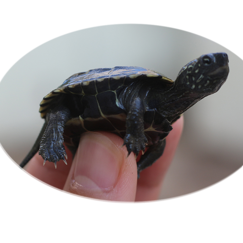 御聚源品牌：优质异宠活体商品价格走势及评测|可以查询异宠活体历史价格的网站