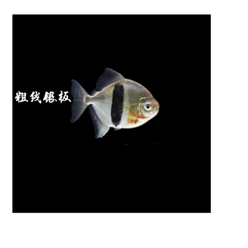 银板鱼粗线黑桃a鱼活体豹点虎纹非洲金鼓金银鼓鱼中层热带龙配鱼 粗线