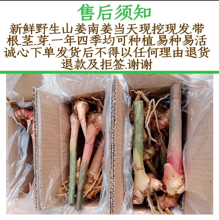 姒桀山姜南姜苗广东信宜长寿之乡高良姜百分百野生原去汗斑卤肉料 1棵