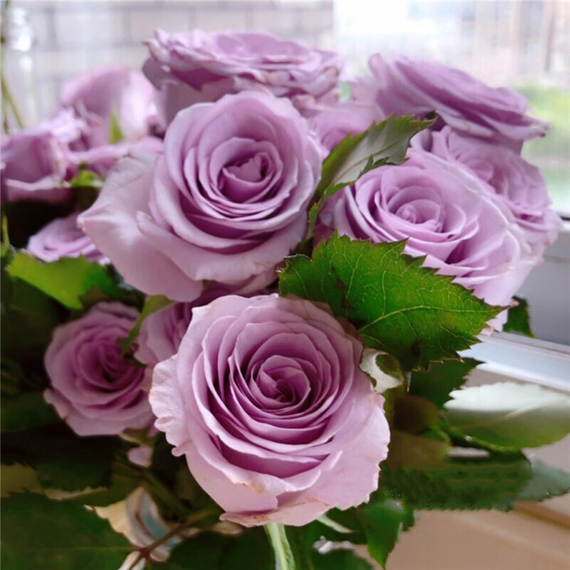 香水切花月季苗  海洋之歌月季 大花浓香型月玫瑰蔷薇花苗阳台盆栽