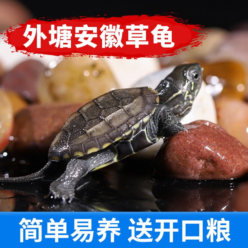 萌龟饲家乌龟小乌龟宠物安徽外塘草龟活体 真外塘2-3厘米 2只情侣（安徽草龟）