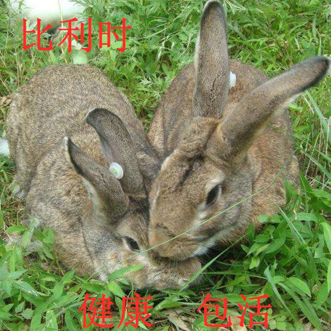 仟芸大型成兔比利时种兔新西兰肉兔成年兔可繁殖做种农村家养兔子