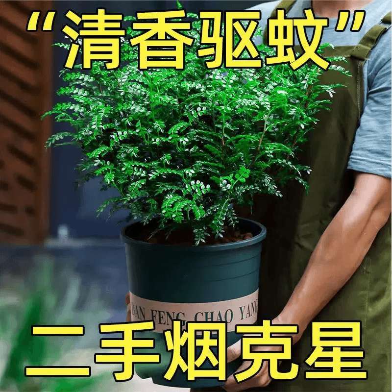 叹为观止大型盆栽金钱树落地植物发财树清香木天堂鸟米兰办公室内中型植物 清香木【40-50厘米】 含盆