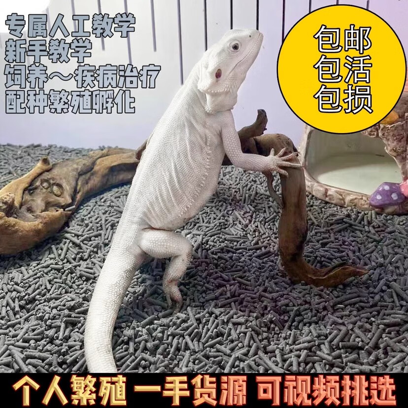 鬃狮蜥超白zero红系柑橘黄系蜥蜴活体压成幼崽成体爬宠网红同款 超白