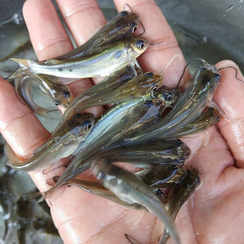 批发叉尾鮰鱼苗淡水养殖精品斑点叉尾鮰鱼回鱼苗沟鲶鱼苗梭边钳鱼活体