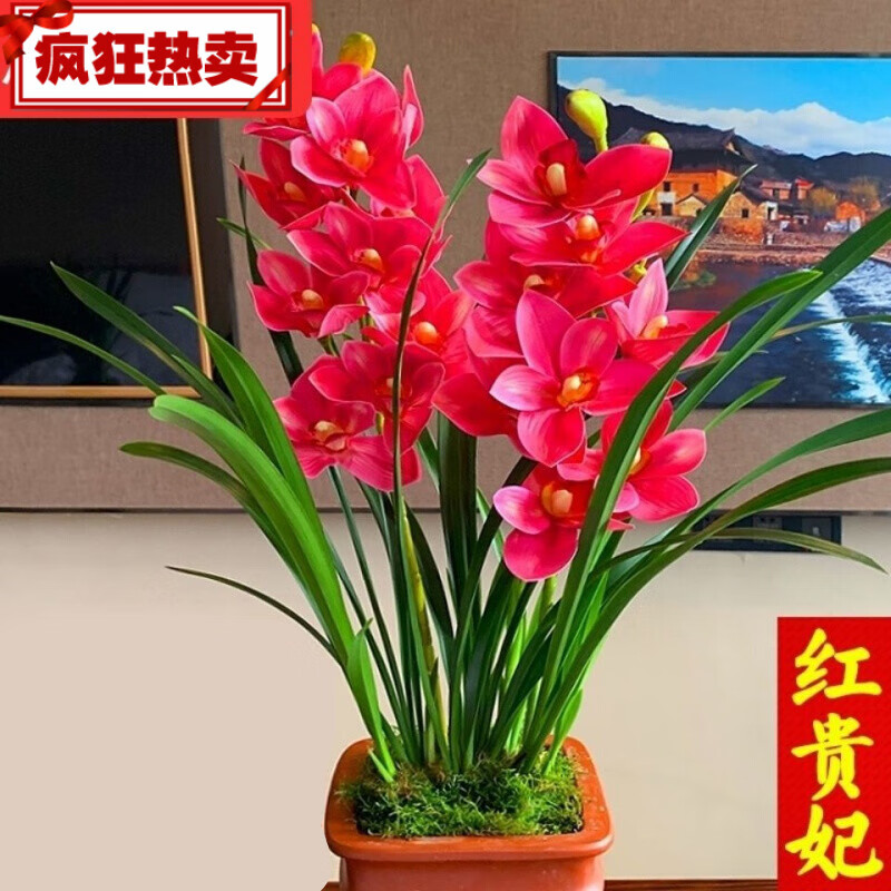 四季开花宽叶浓香型室内兰花卉绿植兰花苗 红贵妃 蓝色妖姬(好运连连)