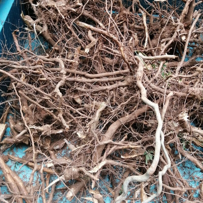 北京同仁堂【官方店旗舰】新鲜黄荆树根荆轲根黄荆根黄金根黄荆纯根