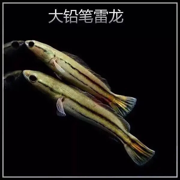 水财神铅笔鱼七彩海象小盾鳢鱼多曼大型凶猛肉食鱼观赏鱼雷龙鱼 大