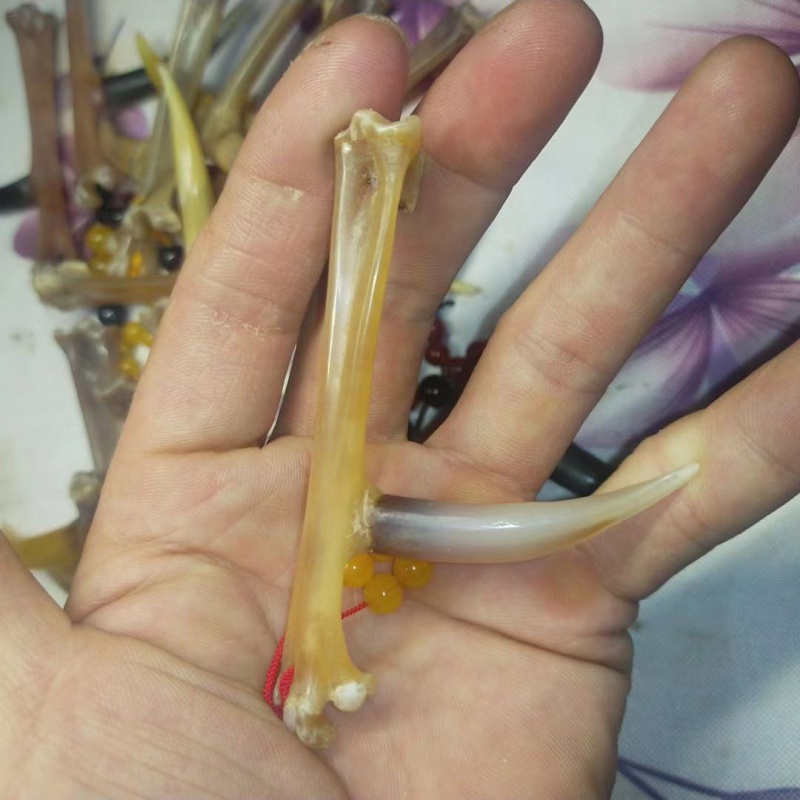 文玩鸡蹬子  鸡爪骨手把件鸡蹬骨子鸡爪骨把件老鸡拐子抓钱手文玩 单