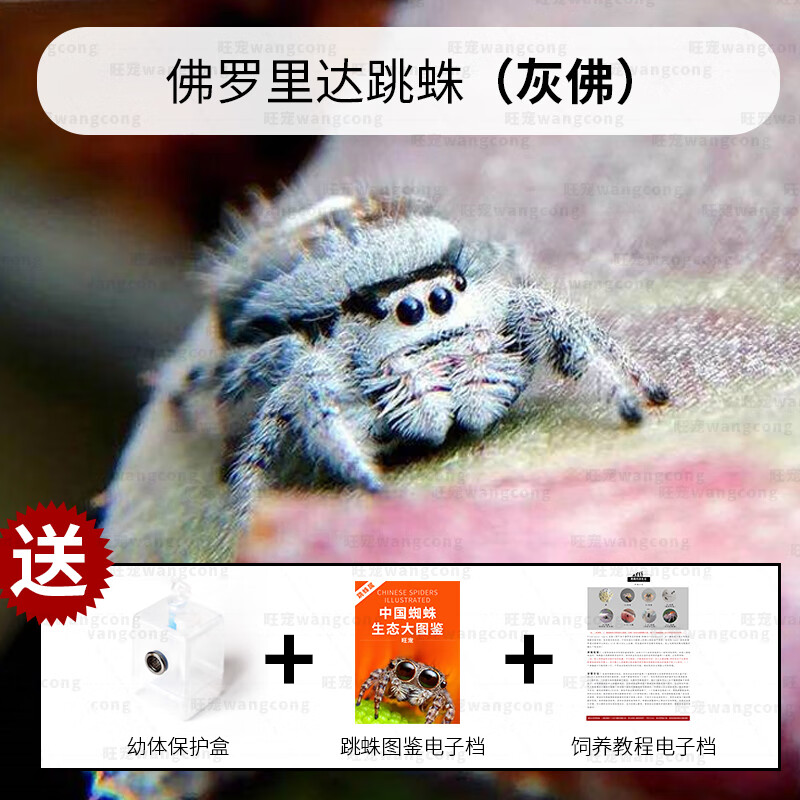 新宠之康跳蛛宠物蜘蛛佛罗里达跳蛛灰佛桌面迷你好饲养卢卡斯寝室活物