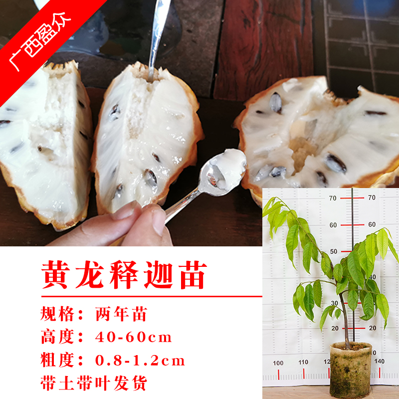 花姬  黄龙释迦嫁接苗霹雳果黄龙番荔枝 带土带叶可盆栽地栽庭院种植