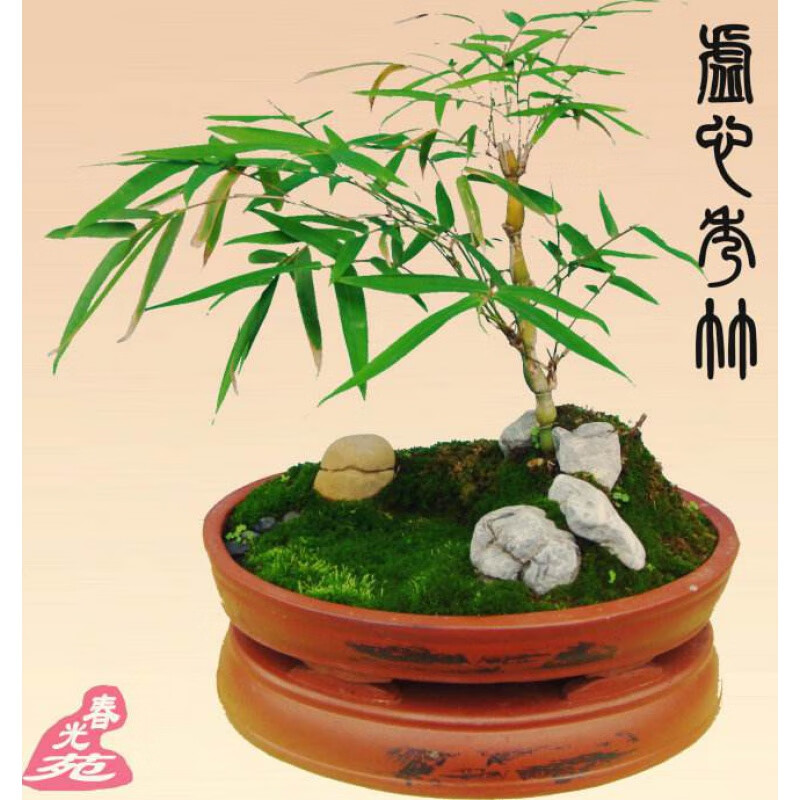 花姬佛肚竹 羅漢竹 盆景室內(nèi)盆栽 鳳尾竹米竹龍竹盆栽  觀賞竹子竹苗 2年苗帶肚子 不含盆