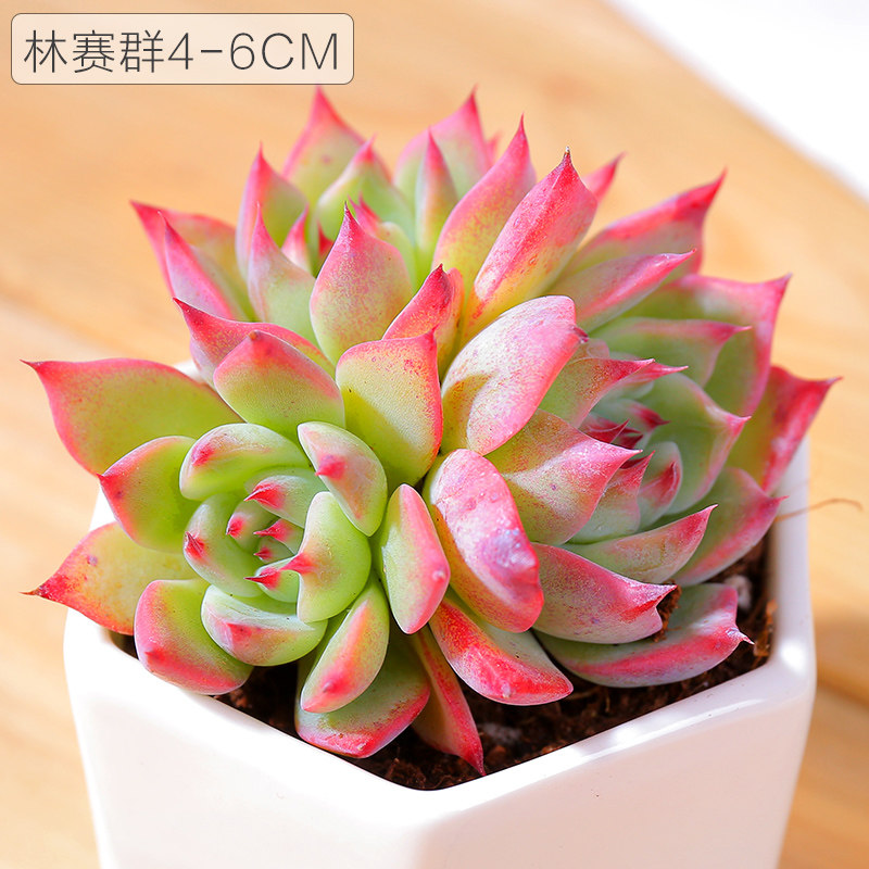 多肉植物新款稀有肉肉植物泰迪熊婴儿手指群生老桩清棚小贵货 林赛群