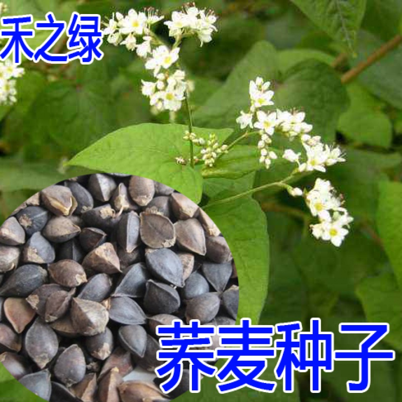 紫歆高产新采荞麦种子 黑荞麦种子苦荞种子四季种植芽菜苗 甜荞麦一斤