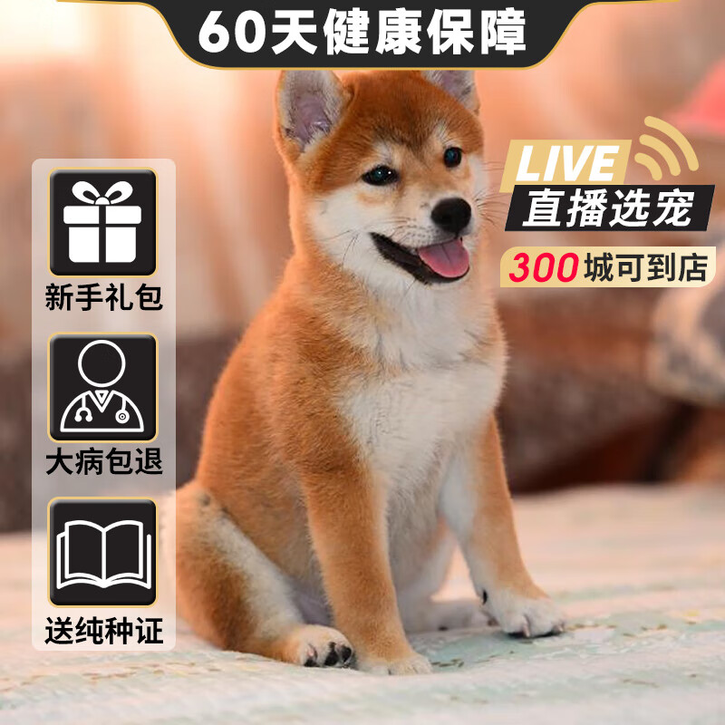 【血统级】柴犬幼犬纯种宠物狗狗日本柴犬幼崽 B级黄色 母使用感如何?