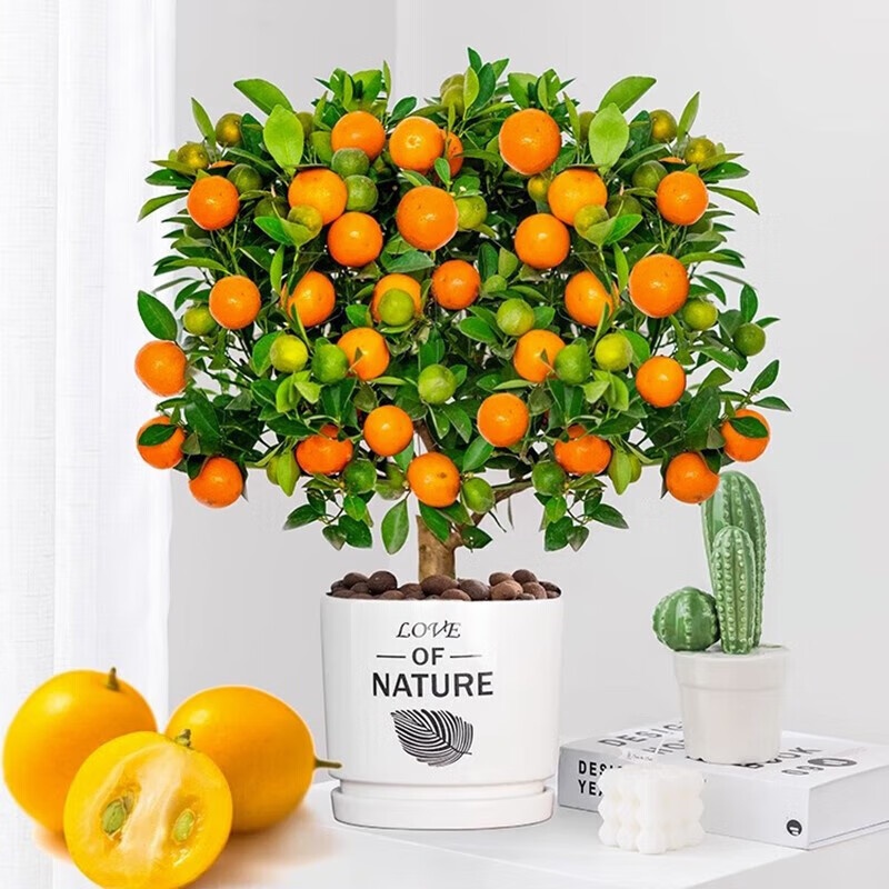 花友中梦多季金桔树年桔冬季客厅年宵花盆栽金橘子树苗 四季金桔树
