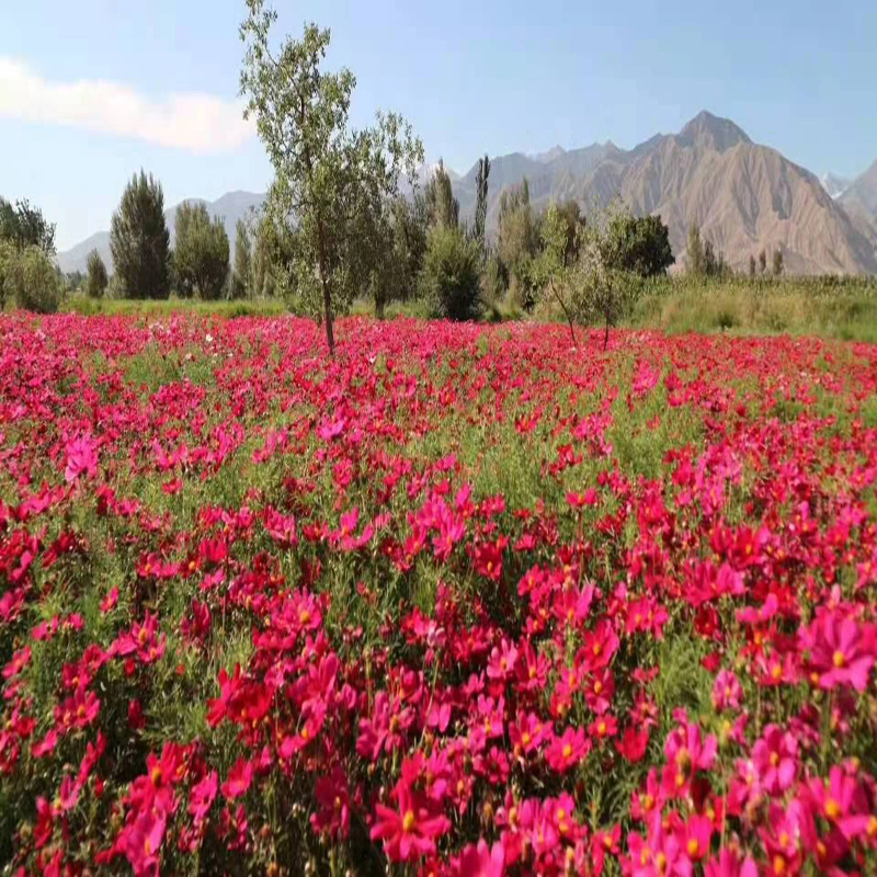 卓天(zhuotian)波斯菊花种子混色格桑花种籽子七彩四季易活花籽庭院