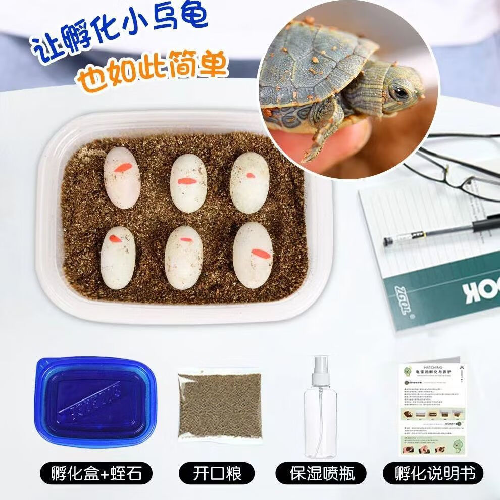 可孵化乌龟蛋套装甲鱼蛋中华草龟蛋墨龟乌龟活物巴西龟学生孵化蛋