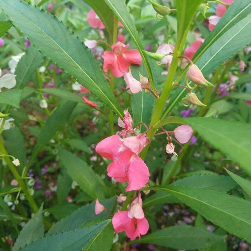 查看花草林木类历史价格|花草林木类价格比较