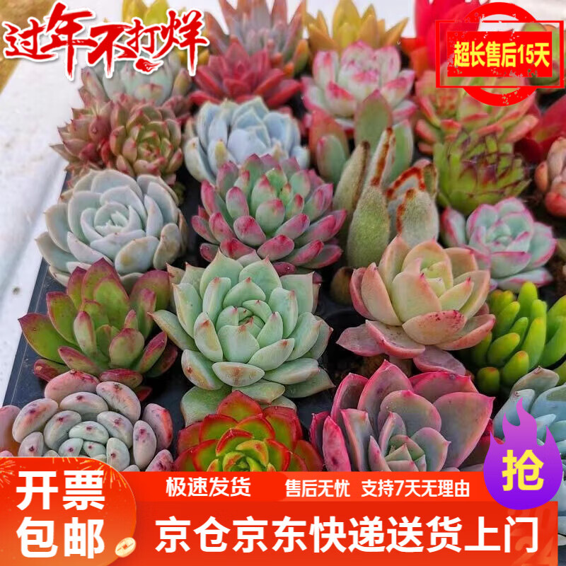 萌肉居多肉植物桌面盆栽室内外绿植DIY花卉多肉随机多肉10颗不含盆土怎么样,好用不?