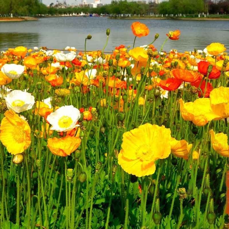 萌蕴(mengyun)冰岛虞美人种子花卉花期长多年生耐寒花草籽庭院阳台