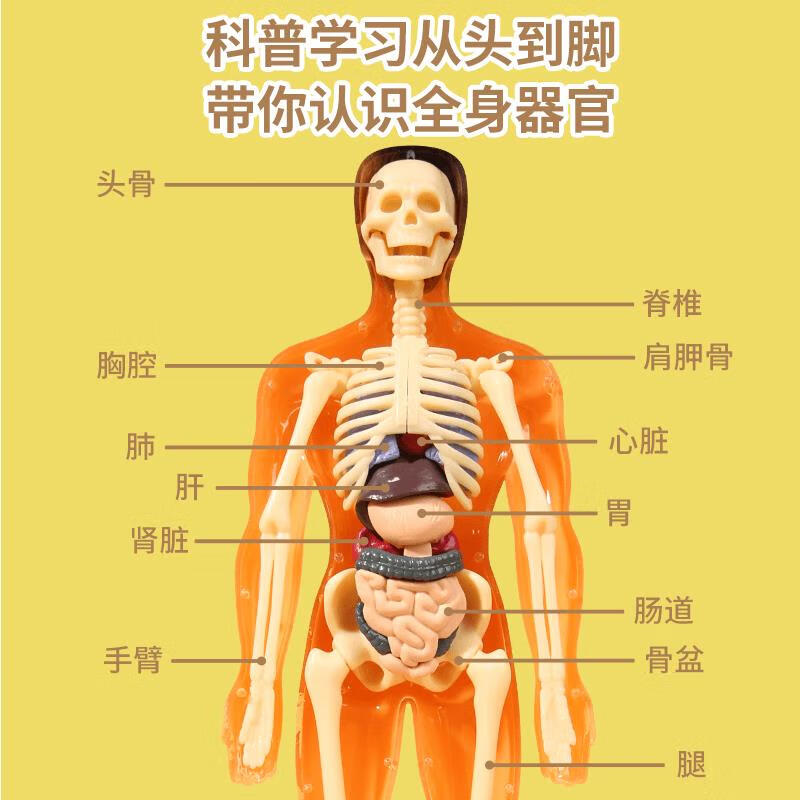 人体结构模型医学仿真生物人体结构模型器官骨骼可拆卸拼装生物解剖医学3d身体内脏儿童玩具 全透明28·cm全身模型身体+骨骼