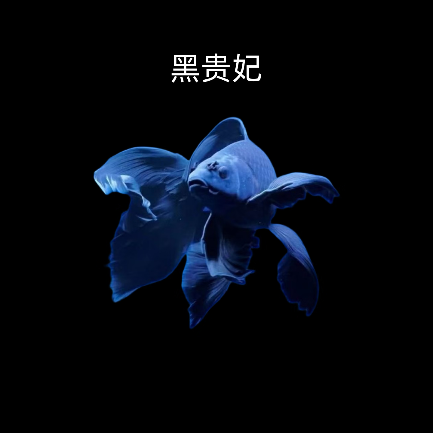 蝴蝶鲤鱼球体短身大鳍长尾冷水鱼锦鲤红色观赏鱼活体  中通 黑色贵妃8