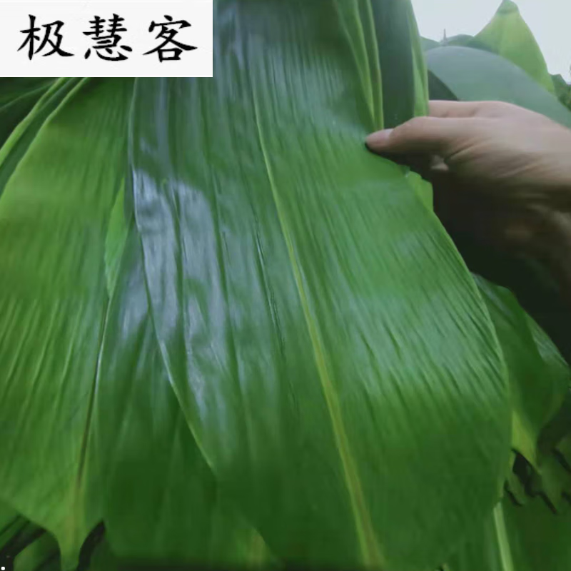 萝塑粽叶新鲜粽子叶野生大粽叶箬叶新叶家用100片真空天然包粽子叶子