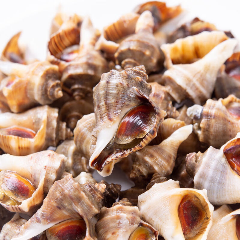 小海螺鲜活香波螺新鲜大连特产鲜活海鲜 海螺丝海瓜辣螺 一斤装 一斤