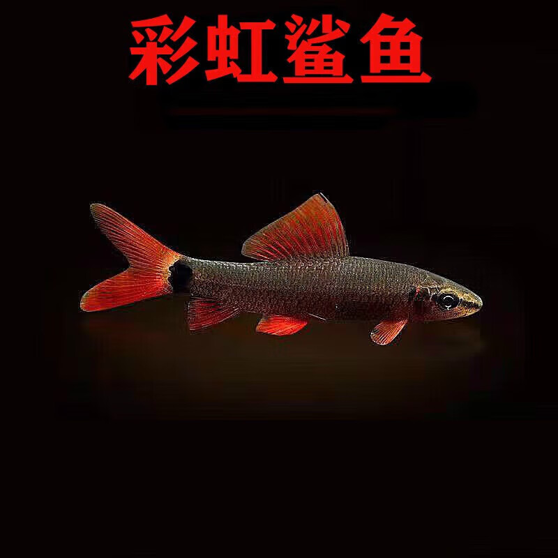 墨一活体彩虹鲨鱼金苔鼠鱼吃粪便垃圾粉红鲨除藻小型热带观赏鱼 彩虹