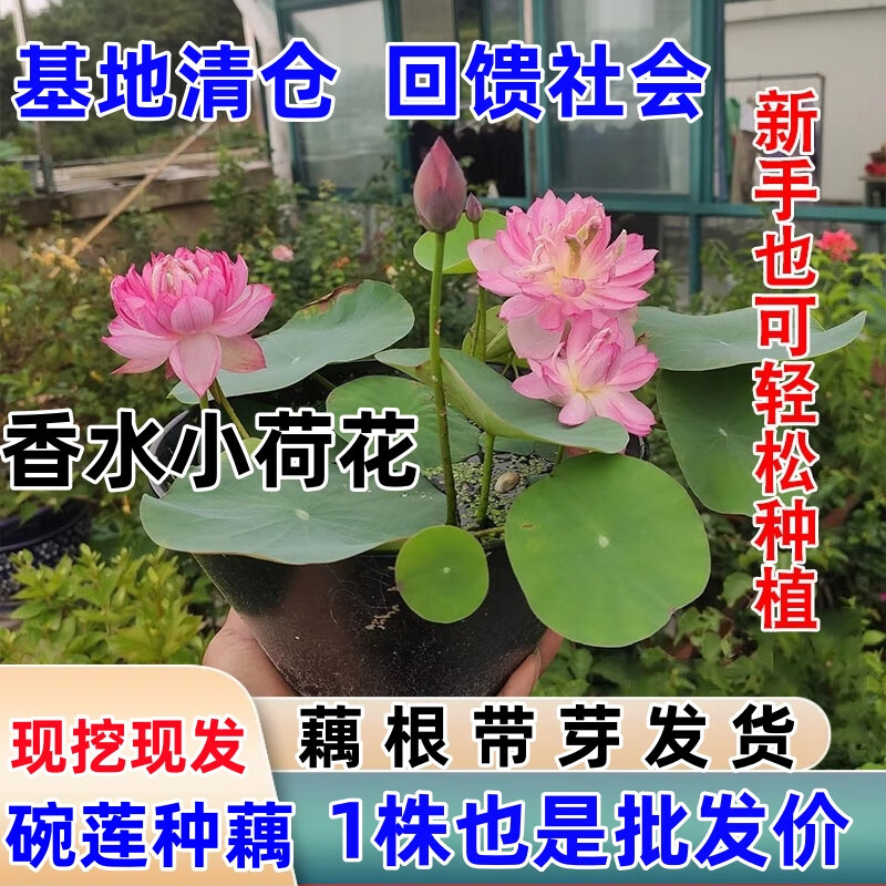 室内四季开花卉睡莲花小型种籽子荷花根苗盆栽 矮楚女【1株】藕根带芽