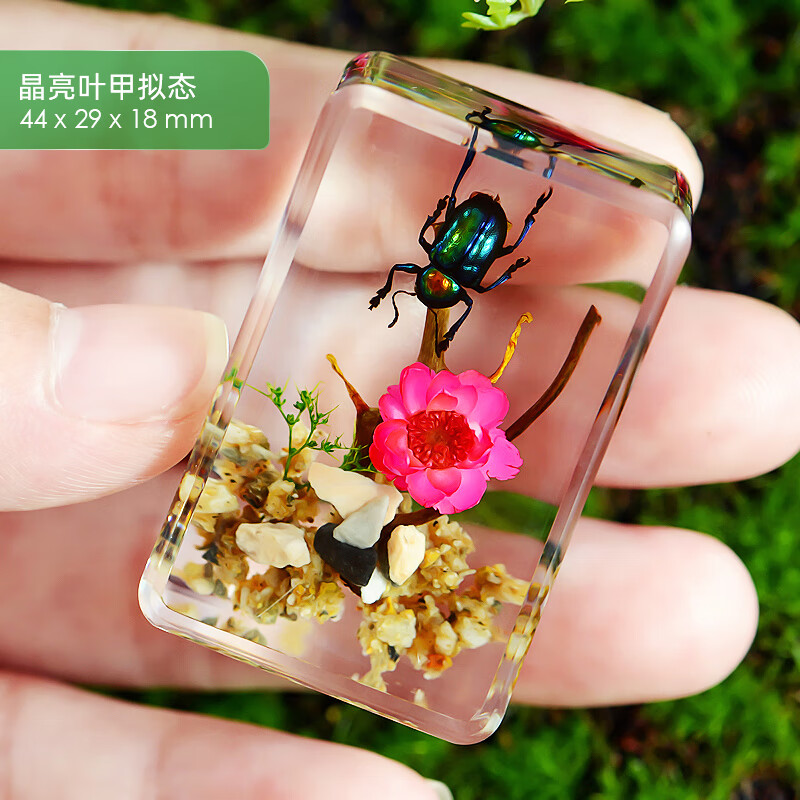 独角仙标本 巨型独角仙天然昆虫树脂琥珀蜘蛛小灰蝶天牛黑锹甲和l 晶