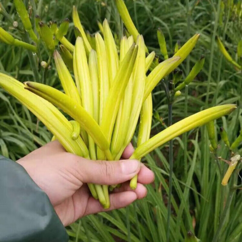 七流婉黄花菜根苗金针苗正宗食用大同黄花菜苗籽四季种植多年生蔬菜