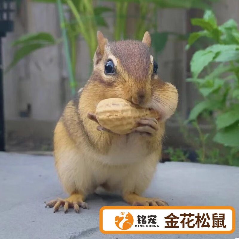 铭宠(mc)铭宠松鼠活体金花松鼠宠物活体异宠活体魔王松鼠宠物松鼠活体