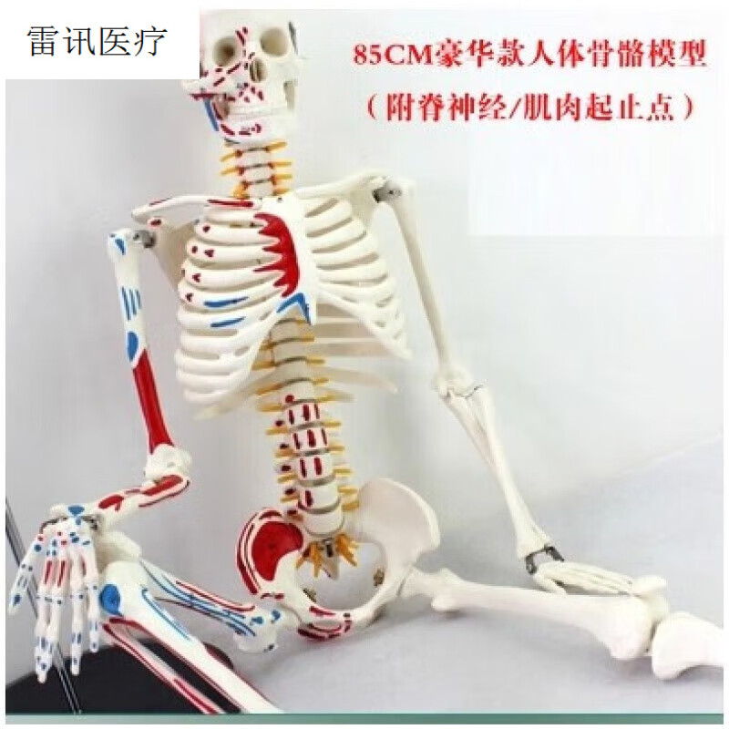jd健康医用85cm人体骨骼带心脏与血管模型 小针刀骨骼模型 85cm附脊